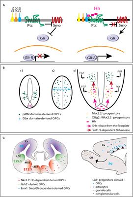 Developmental and Repairing Production of Myelin: The Role of Hedgehog Signaling